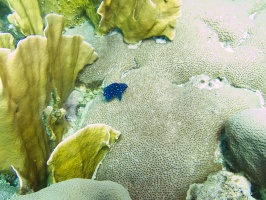 Juvenile Damselfish IMG 7179